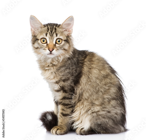 fluffy gray beautiful kitten. isolated on white background