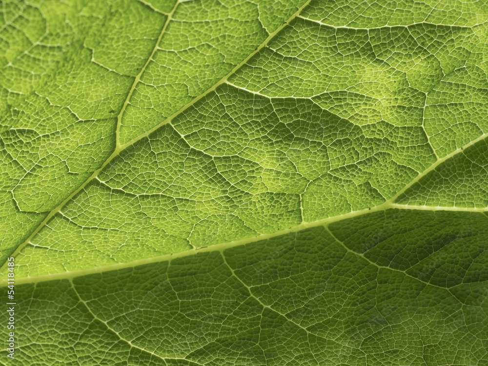 Gunnera Gunnera