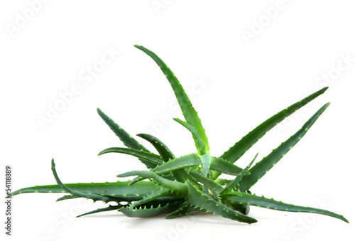 aloe