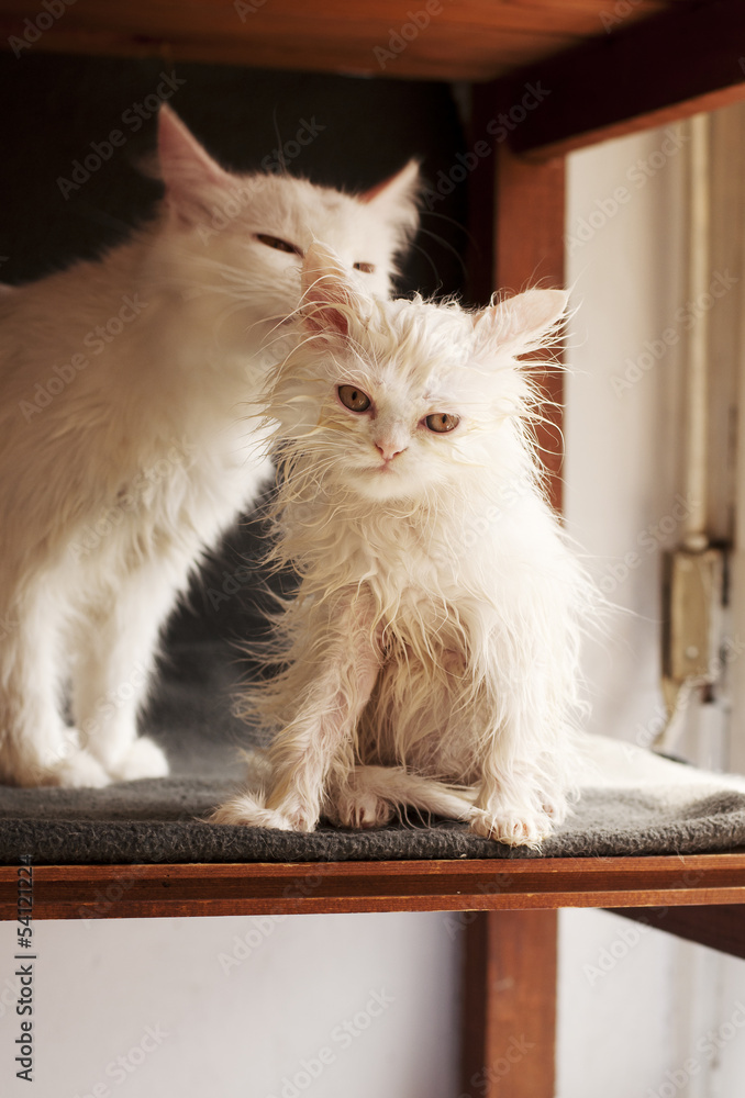 Funny wet white Persian kitten