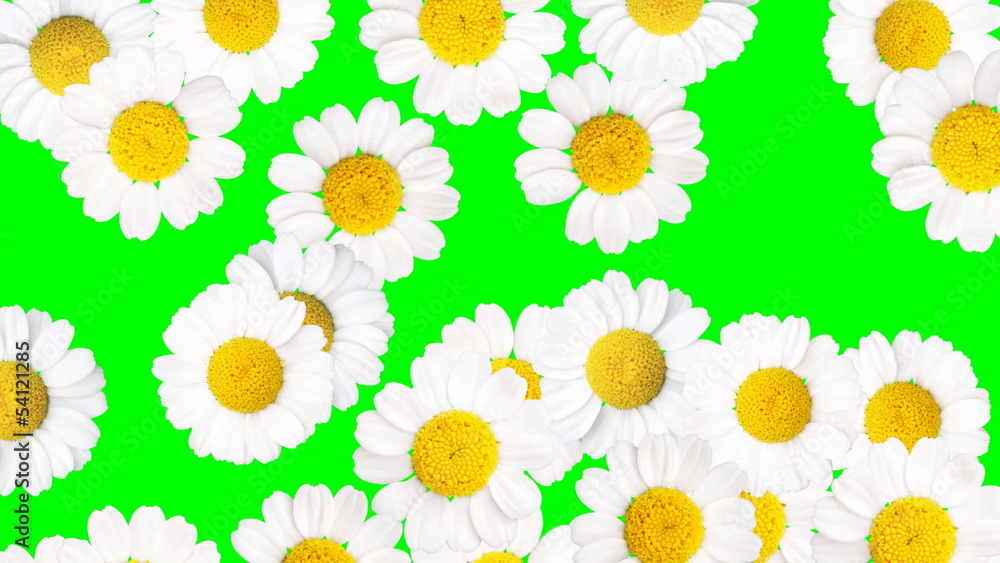 Chamomiles with Alpha Channel-HD. Animation. Chamomiles with Alpha Channel-HD. Animation.