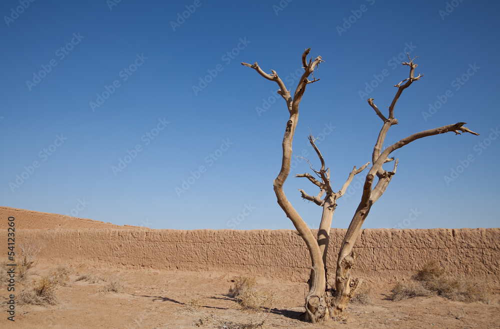 Dry Tree in the Desert Against Blue Sky