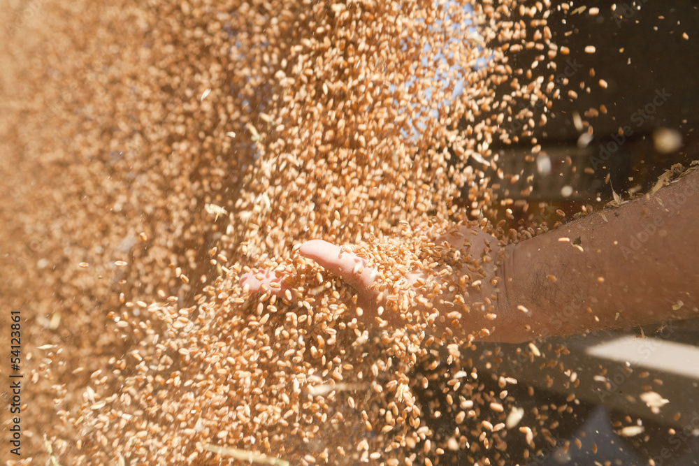 Naklejka premium Hand with wheat grains