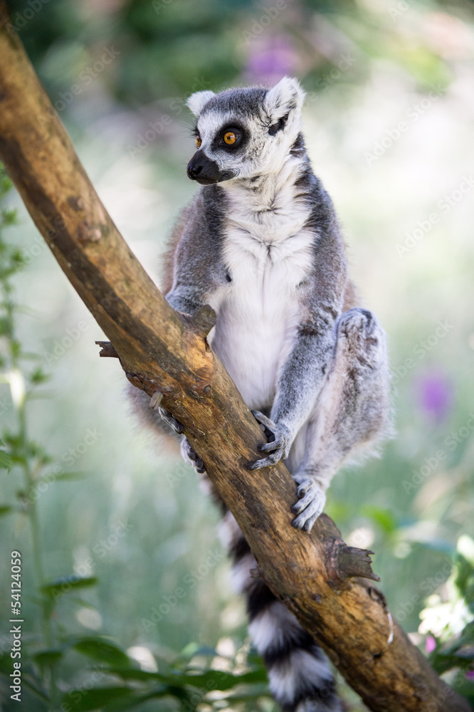 Naklejka premium Ring Tailed Lemur