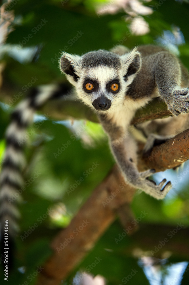 Obraz premium Baby Ring Tailed Lemur