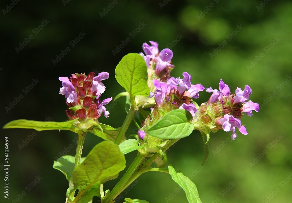 selfheal plants blooming with lila flowers selfheal plants blooming with lila flowers