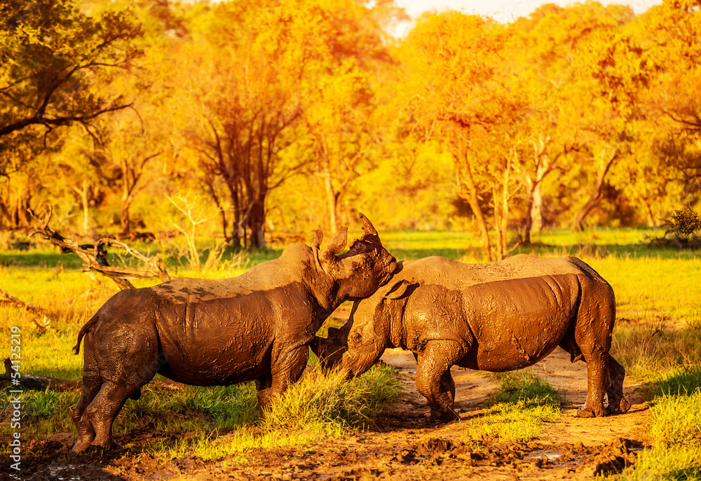 Fototapeta premium Two fighting rhinoceros