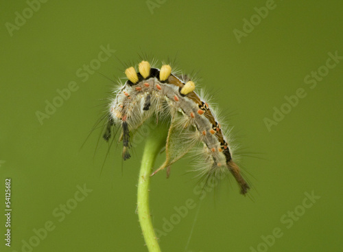 Caterpillar (Orgyia antiqua). © galina_savina