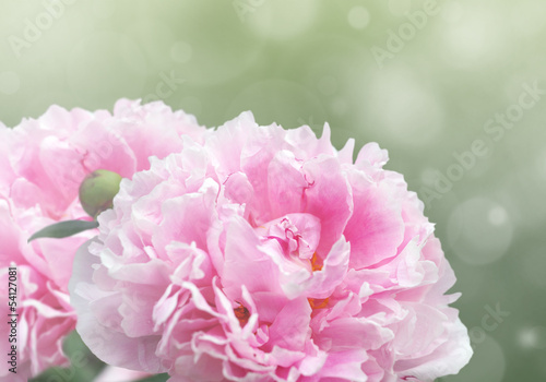 Dreamy pink peonies