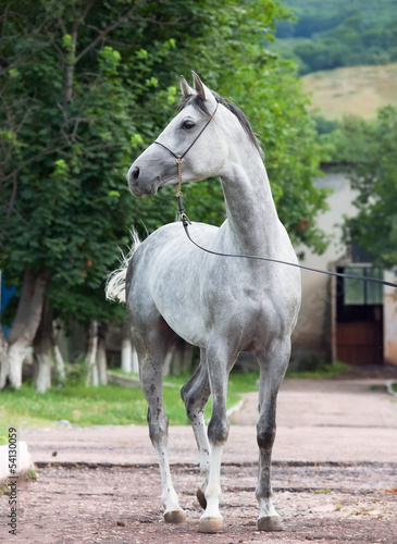 gray racing  arabian horse © anakondasp