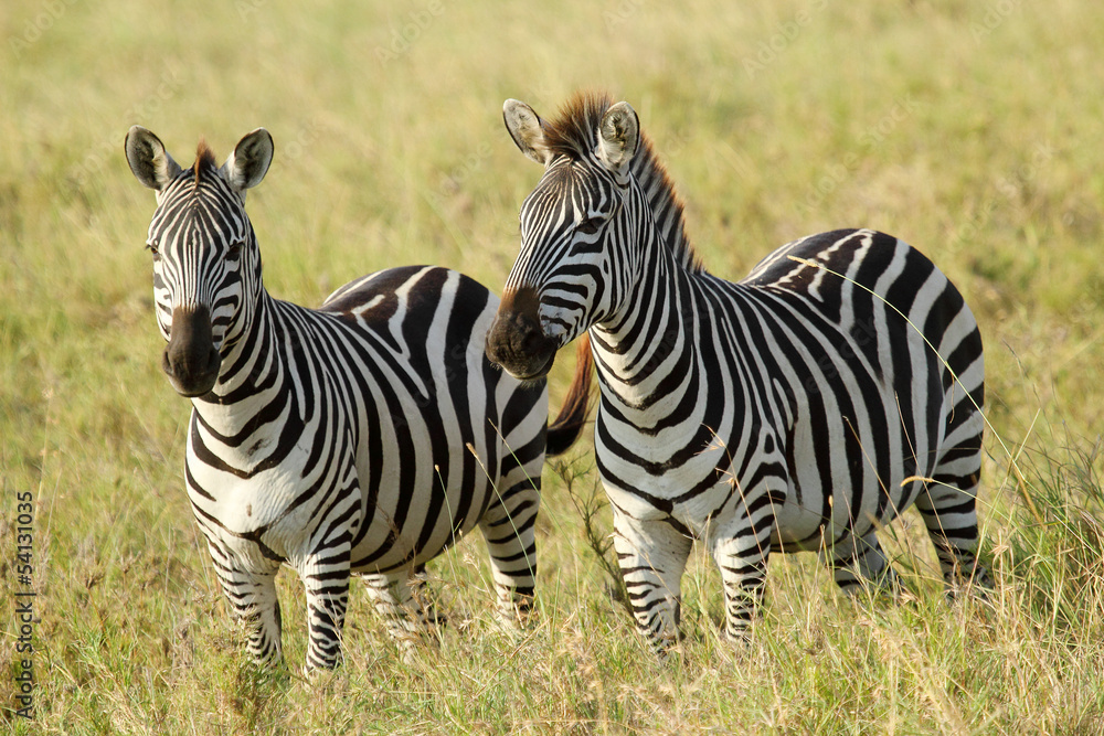 Naklejka premium Common zebras