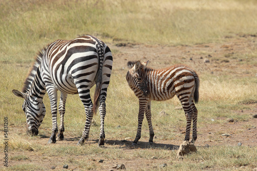 Baby zebra with mother © mattiaath