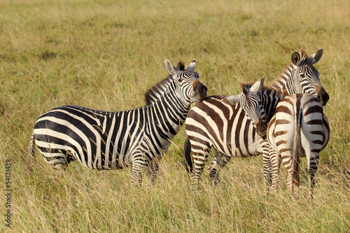 Group of common zebras