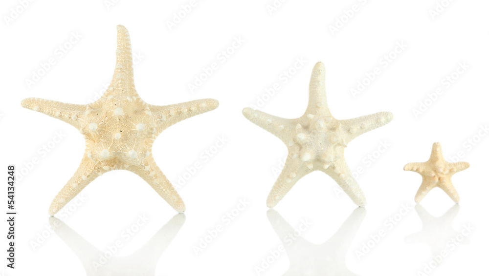 White starfishes isolated on white White starfishes isolated on white