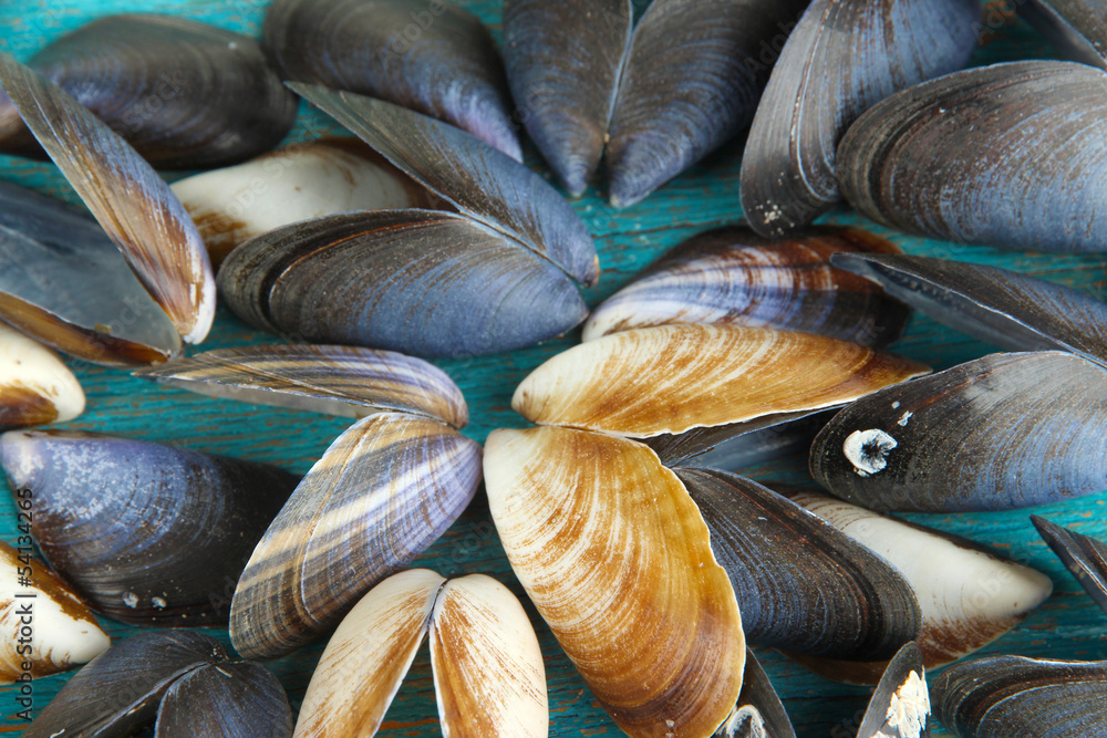 Sea seashells close-up background