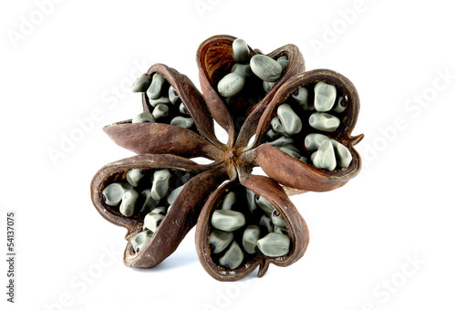 Photos Hazel sterculia or tropical chestnut over white background