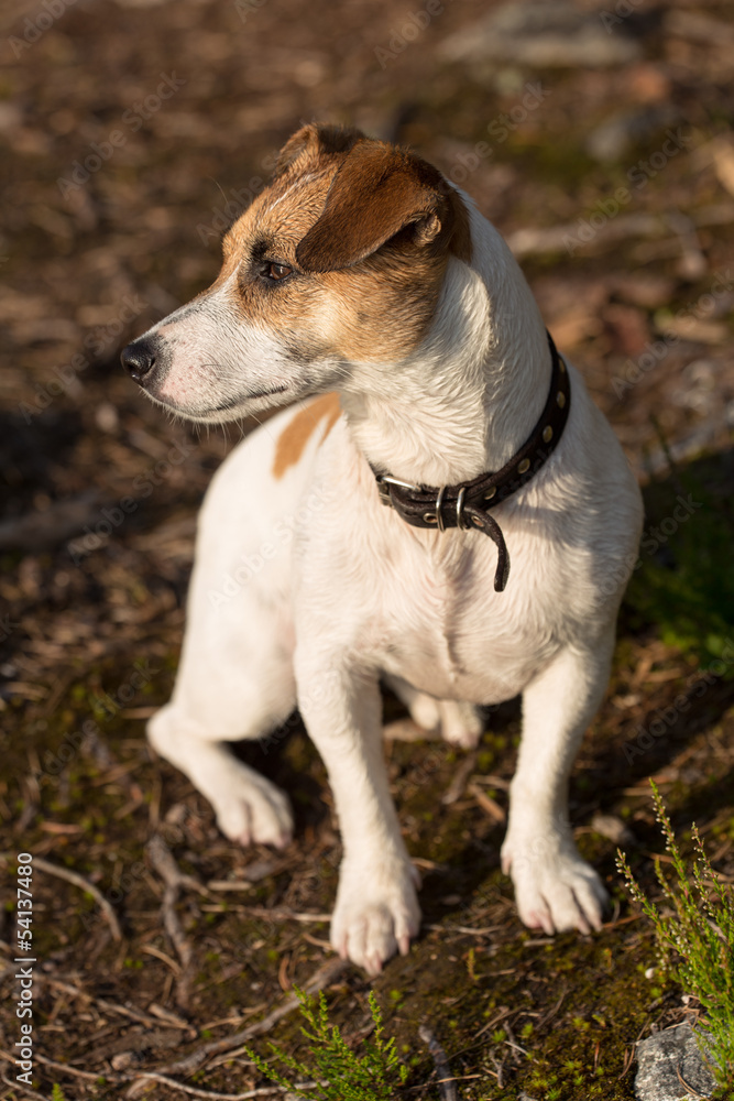 Jack Russell Terrier