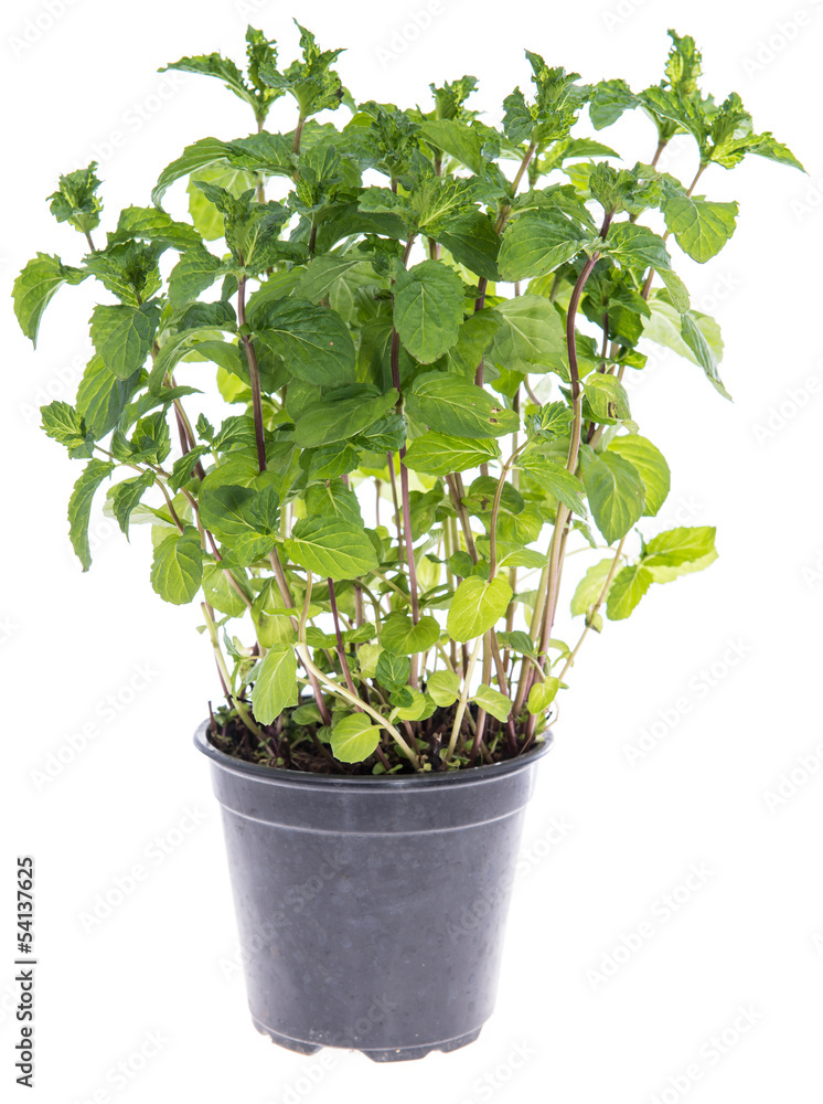 Fototapeta premium Mint plant isolated on white