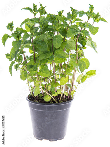 Mint plant isolated on white