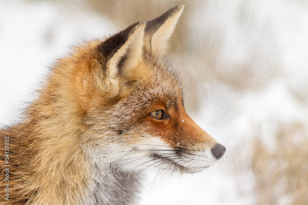 Fototapeta premium Foxes on watch