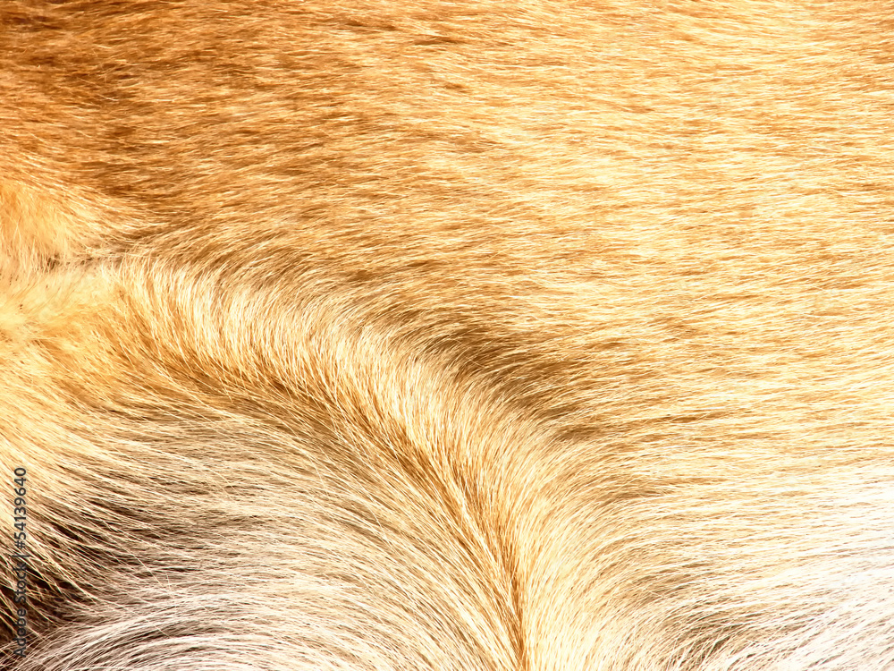 dog fur background 4 dog fur background 4
