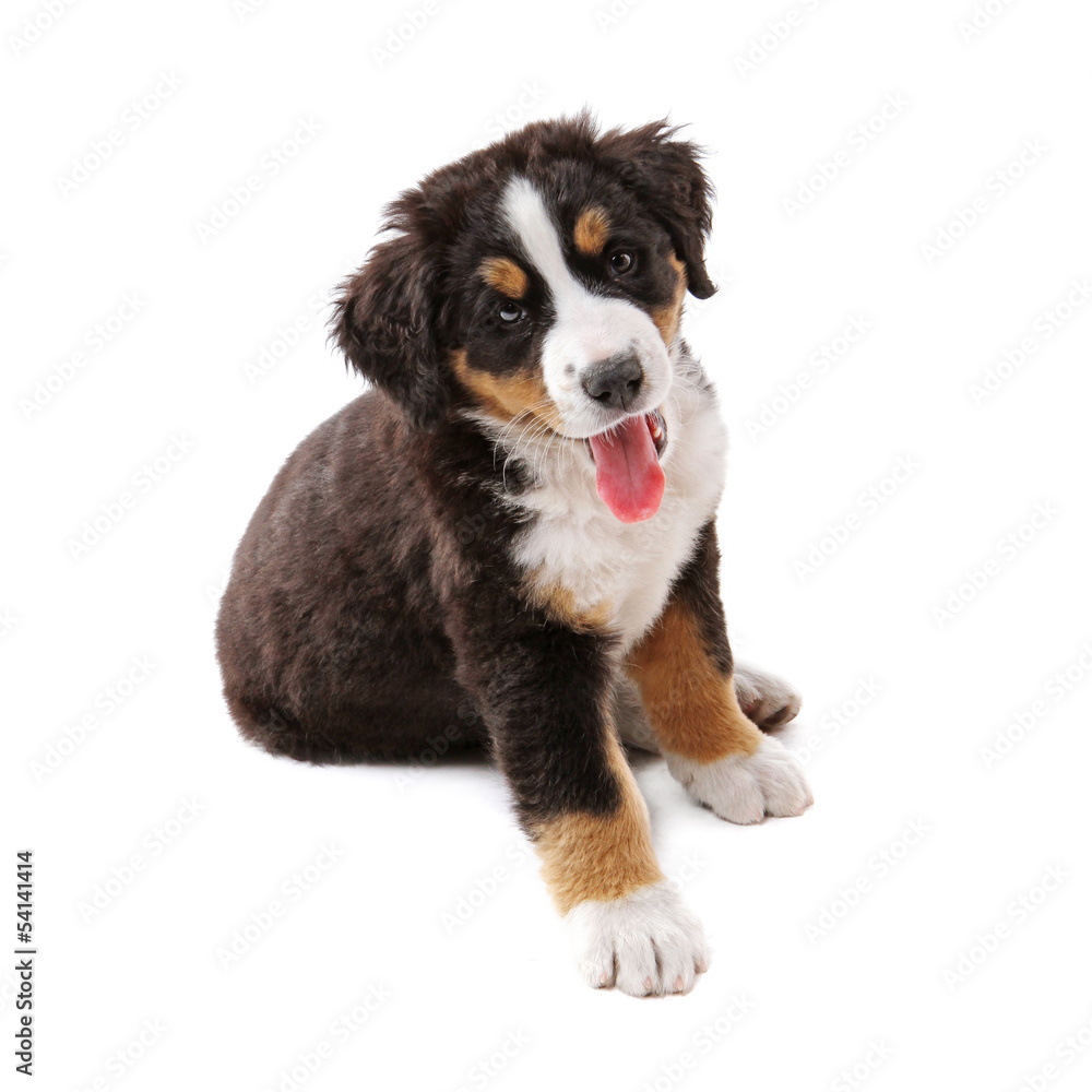 little puppy of bernese mountain dog on white background