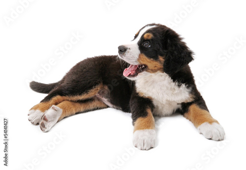 little puppy of bernese mountain dog on white background photo
