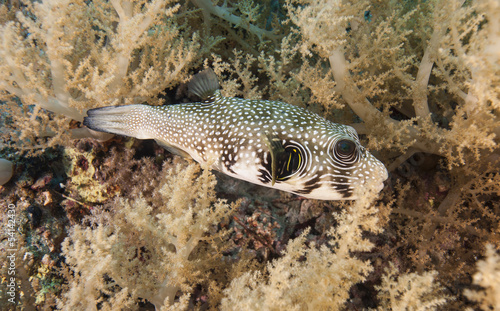 Whitespotted pufferfish on a coral reef