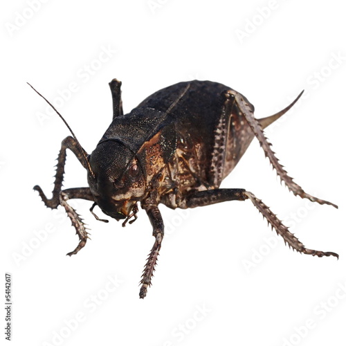 Cricket beetle isolated on white background, Bradyporus dasypus