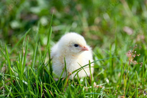  chicks on grass