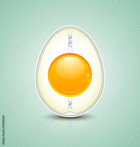 Egg cross section icon