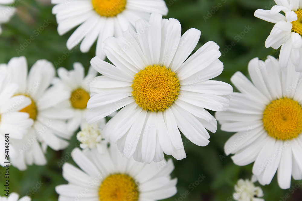 chamomile chamomile