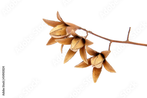 Dried wild fruits on a white background