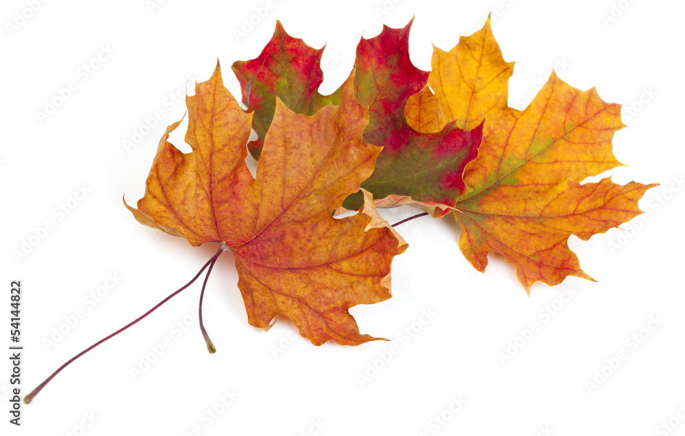 Fototapeta premium maple autumn leaves isolated on white background