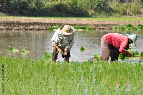 Thai farmers planting on the paddy rice farmland
