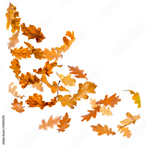 Oak autumn falling leaves, isolated on white background.