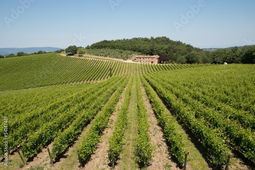 Vigneti nel Chianti