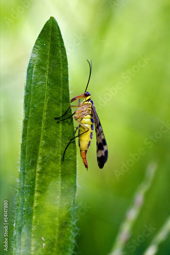 Mecoptera Scorpion Fly Panorpa Panorpidae © lkpro
