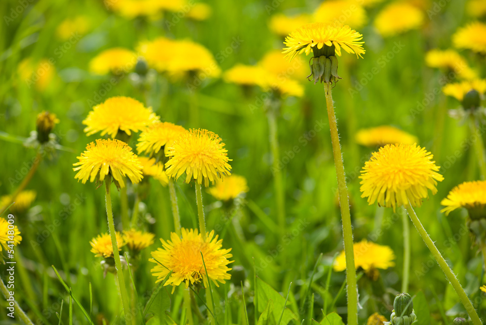 Yellow dandelion flowers with leaves in green grass Yellow dandelion flowers with leaves in green grass
