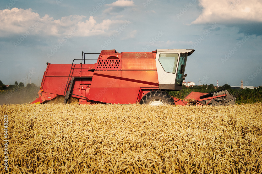 Obraz premium Combine harvesting wheat