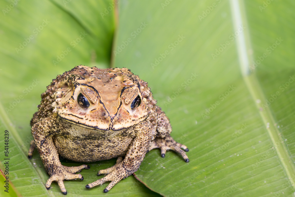 Obraz premium Toad on green leaves