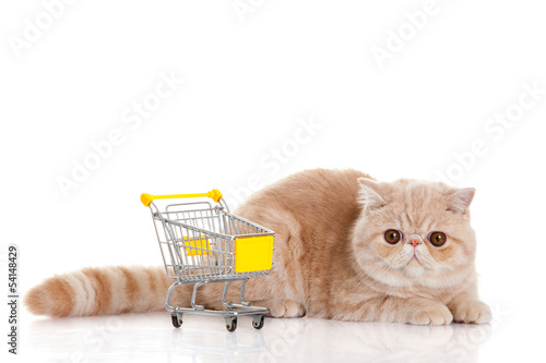 persian exotic cat isolated with shopping trolly