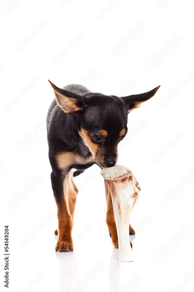 chihuahua and bone isolated on white background chihuahua and bone isolated on white background