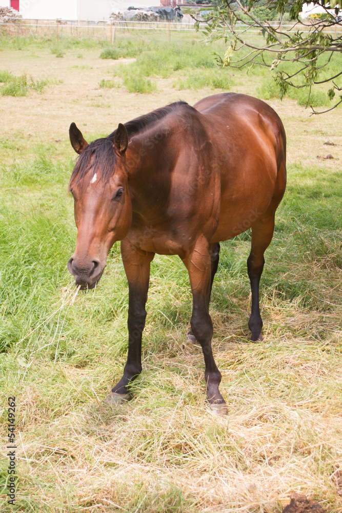 Fototapeta premium cheval