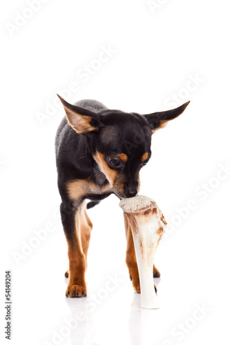chihuahua and bone isolated on white background