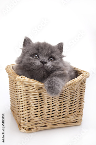 Small gray kitten © Sebastian Duda