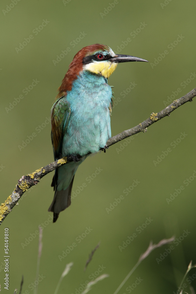 Obraz premium European bee-eater, Merops apiaster, 