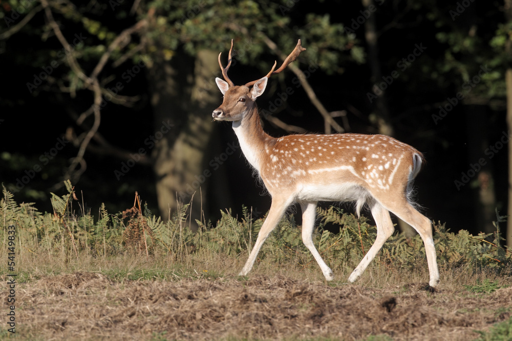 Fallow deer, Dama dama, single male Fallow deer, Dama dama, single male