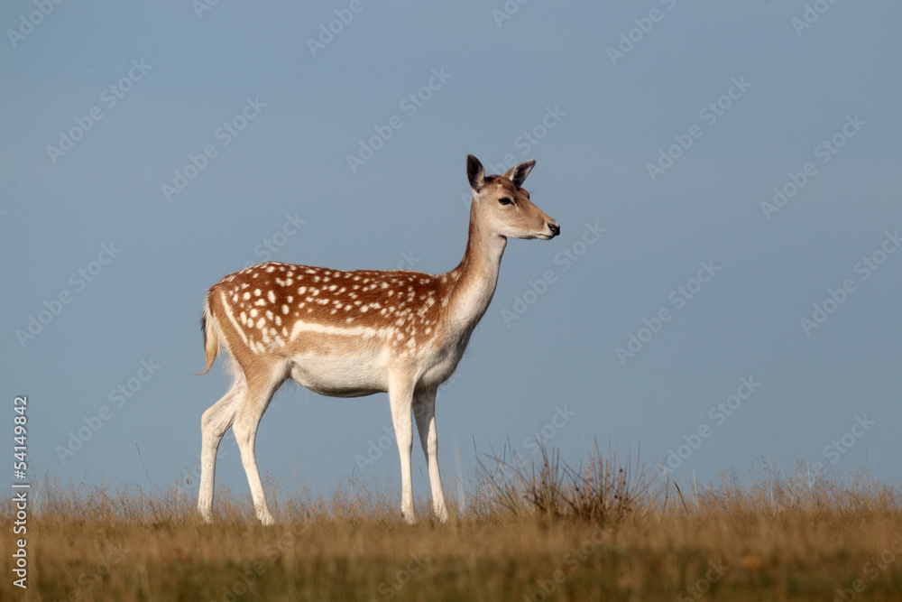 Naklejka premium Fallow deer, Dama dama, single female