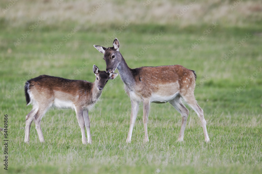 Fallow deer, Dama dama, Two females Fallow deer, Dama dama, Two females